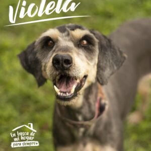 Violeta