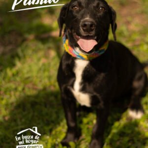 Pablito