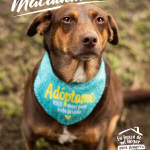 Macadamia
