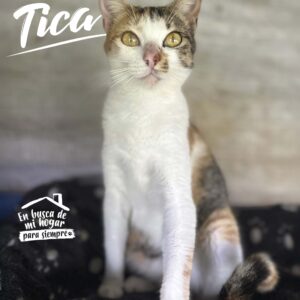 Tica