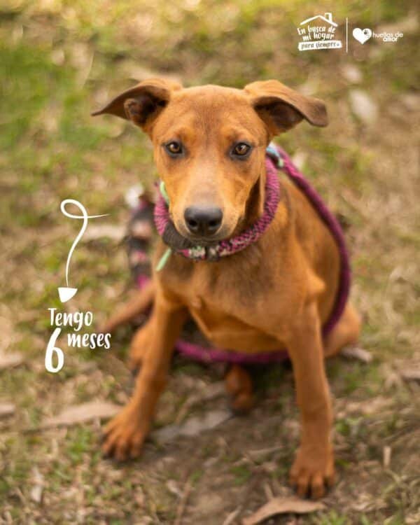 Brandy - Image 2