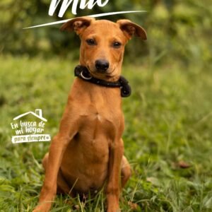 Milo