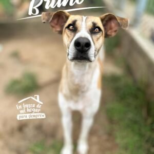 Bruno