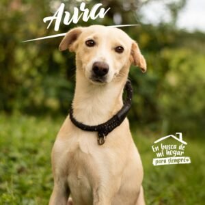 Aura