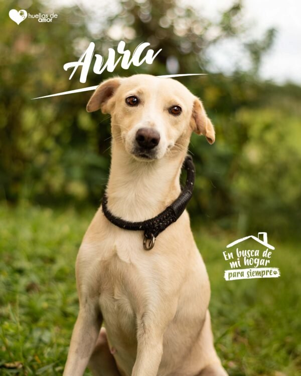 Aura