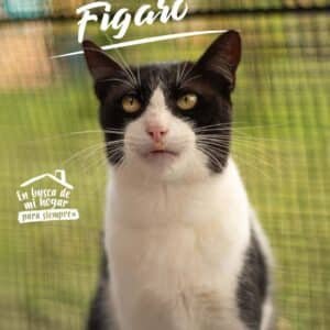 Figaro
