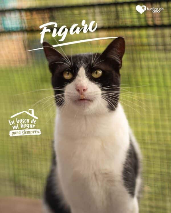 Figaro