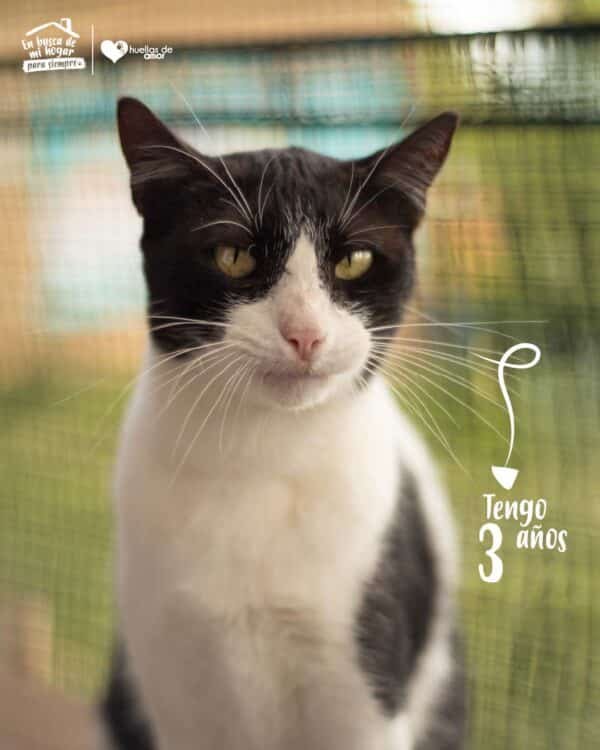 Figaro - Imagen 2