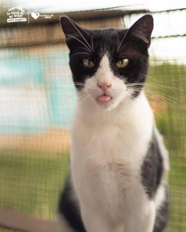 Figaro - Imagen 3