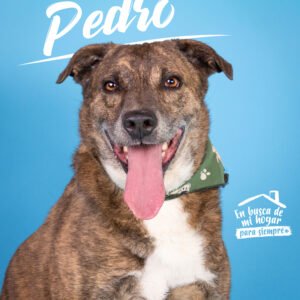 Pedro