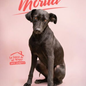 Morita