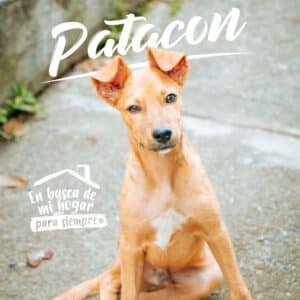 Patacón